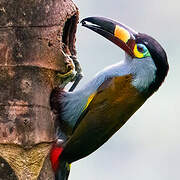 Plate-billed Mountain Toucan