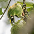 Toucanet à gorge blanche
