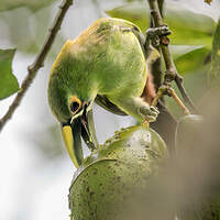 Toucanet à gorge blanche