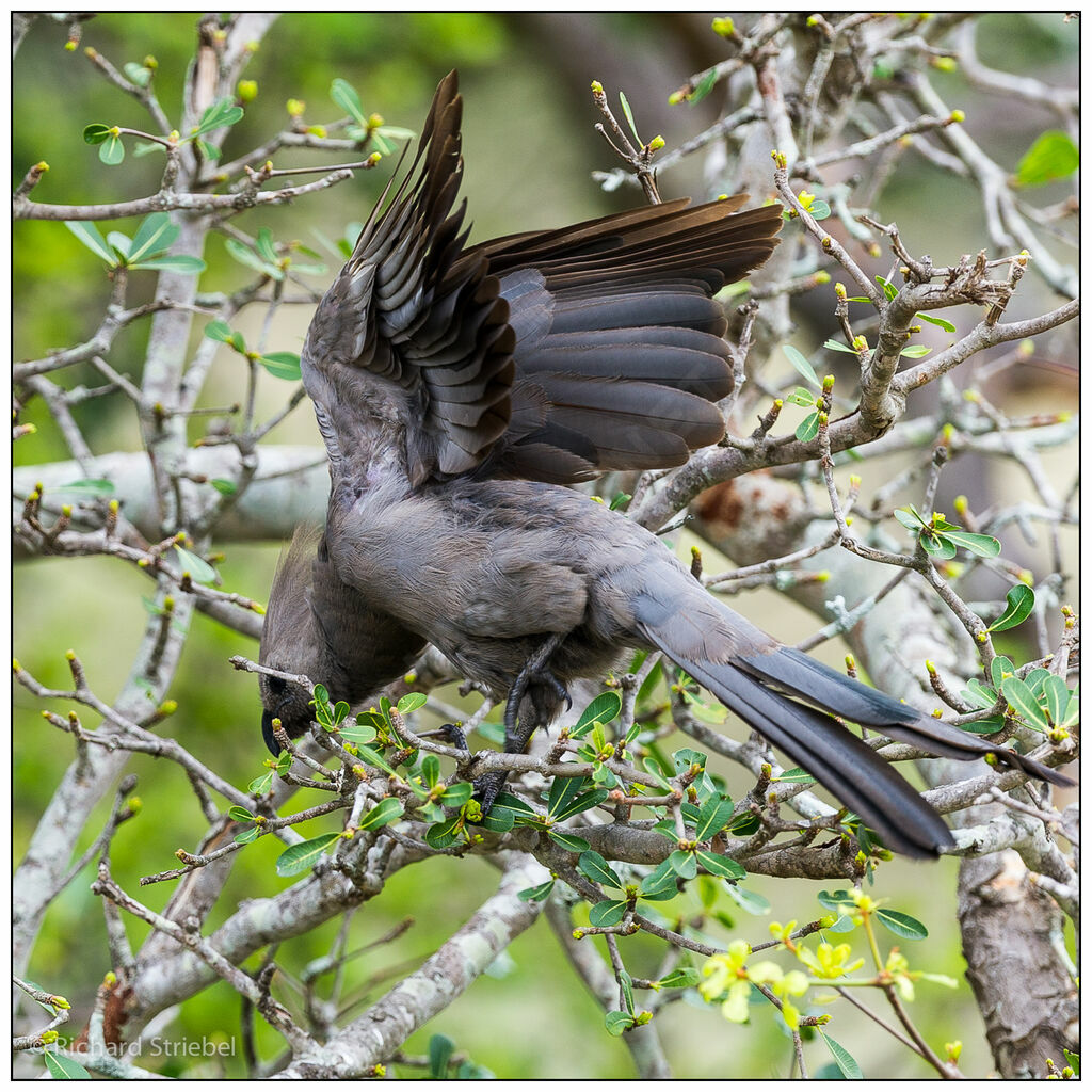 Grey Go-away-bird