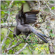 Grey Go-away-bird