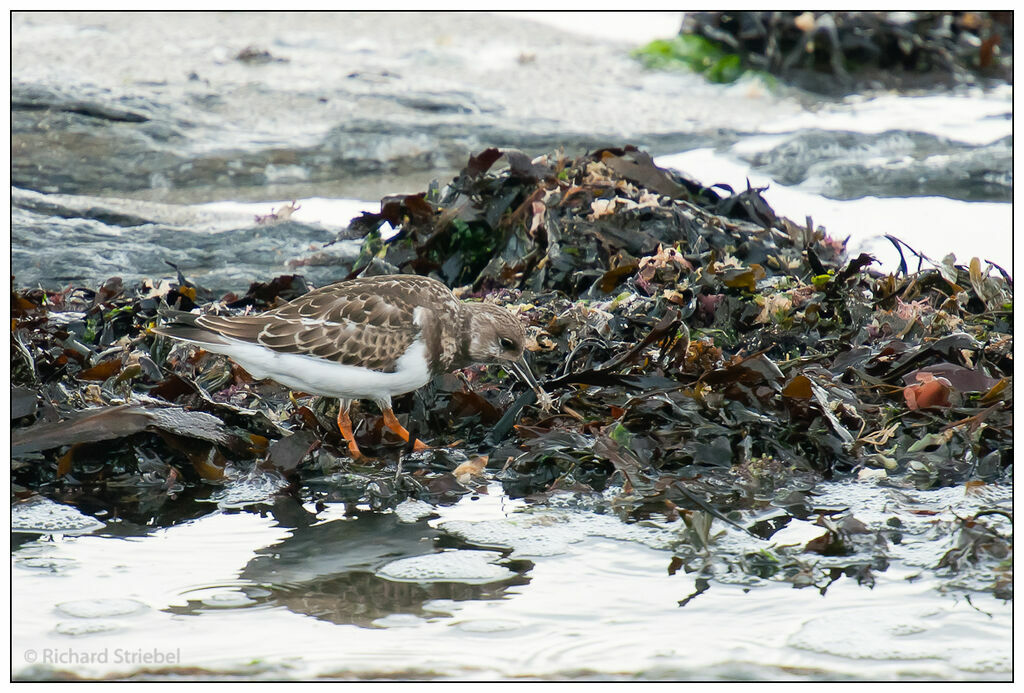 Ruddy Turnstone, feeding habits