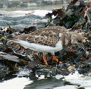 Ruddy Turnstone