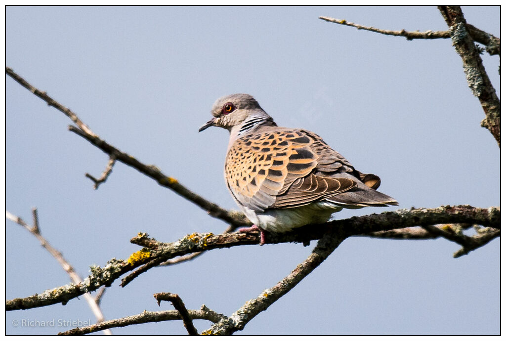 European Turtle Dove