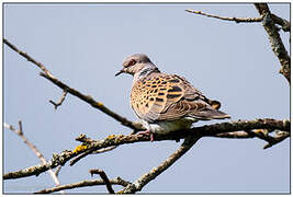 European Turtle Dove