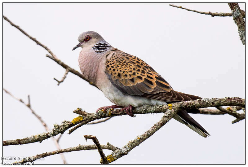 European Turtle Dove male adult, song