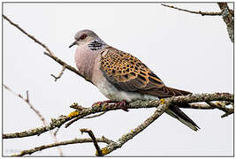 European Turtle Dove