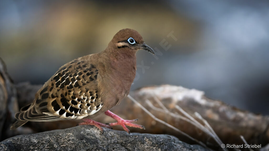 Tourterelle des Galapagos