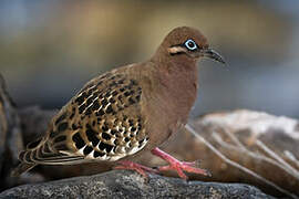 Tourterelle des Galapagos
