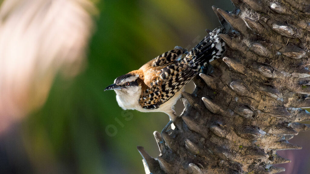 Veracruz Wren