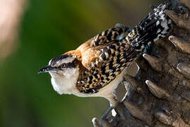 Veracruz Wren