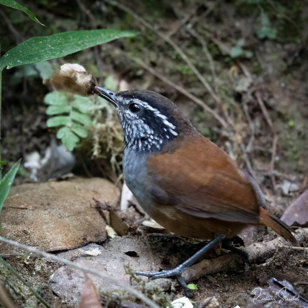 Troglodyte à poitrine grise, régime, mange