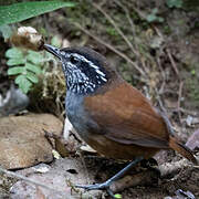 Grey-breasted Wood Wren