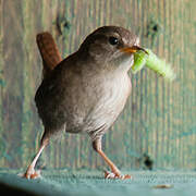 Eurasian Wren