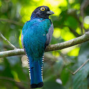 Gartered Trogon