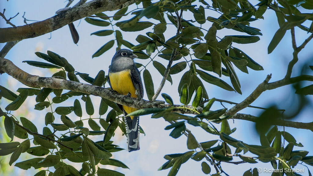 Trogon à lunettes jaunes
