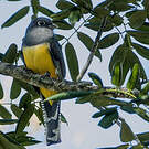 Trogon à lunettes jaunes