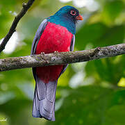 Slaty-tailed Trogon