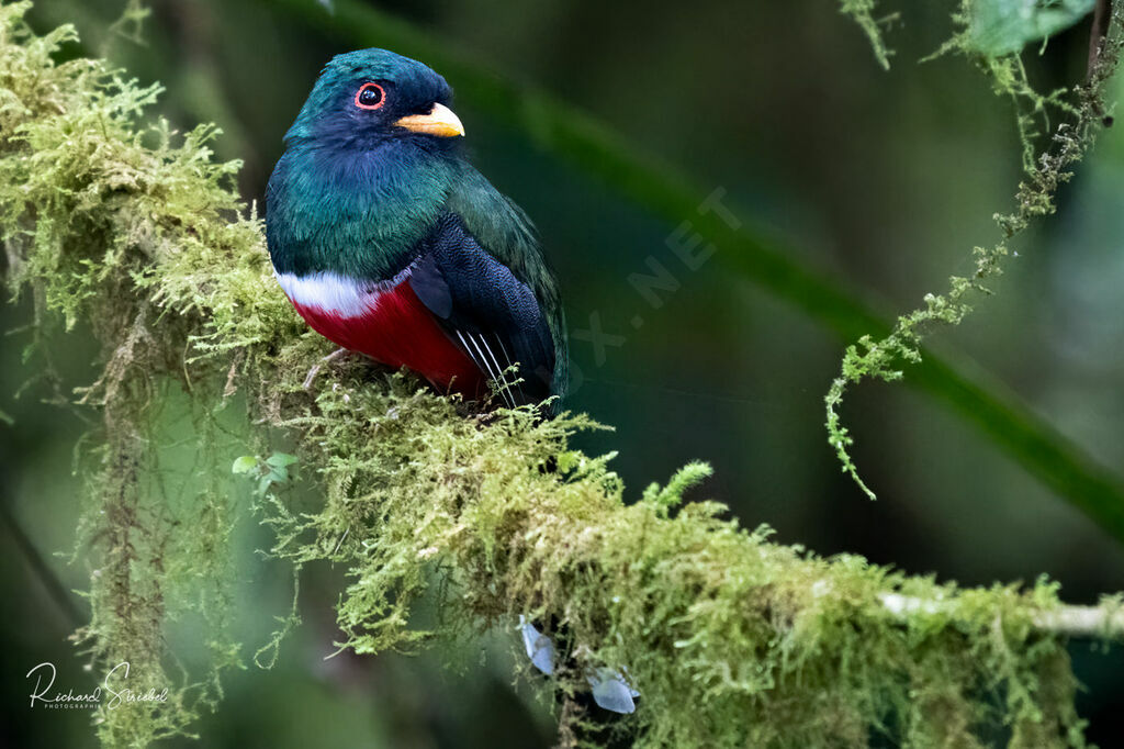 Trogon masqué mâle