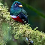 Trogon masqué