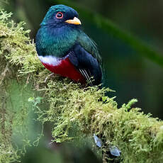 Trogon masqué