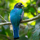 Trogon pattu