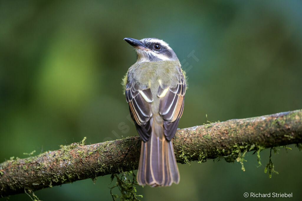 Golden-crowned Flycatcher