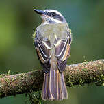 Tyran à ventre d'or