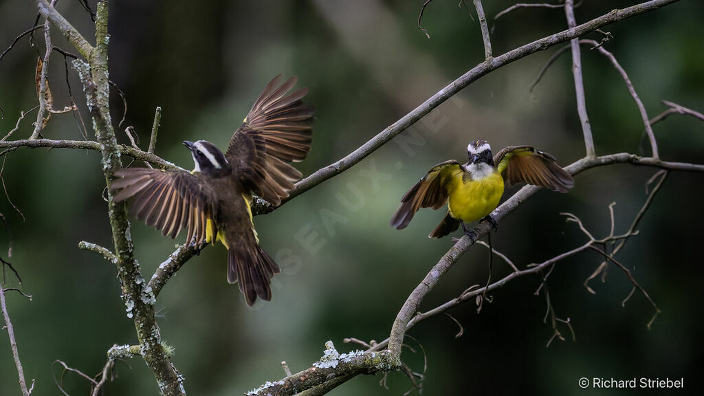 Rusty-margined Flycatcher