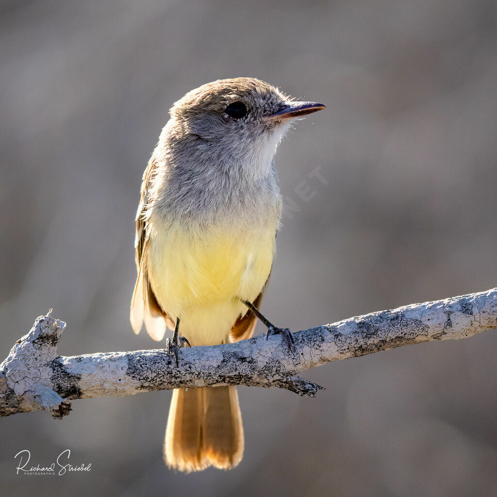 Galapagos Flycatcher