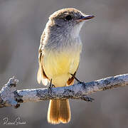 Galapagos Flycatcher