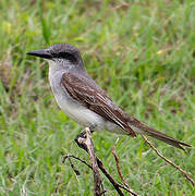 Grey Kingbird
