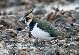 Northern Lapwing