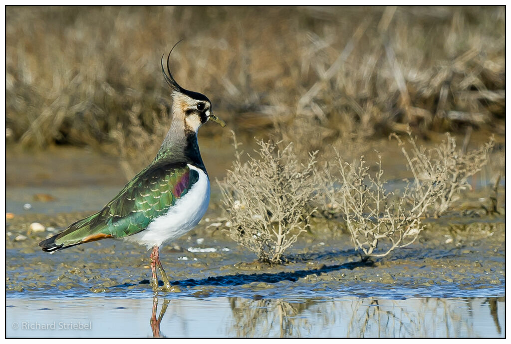 Northern Lapwing