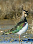 Northern Lapwing