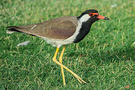 Red-wattled Lapwing