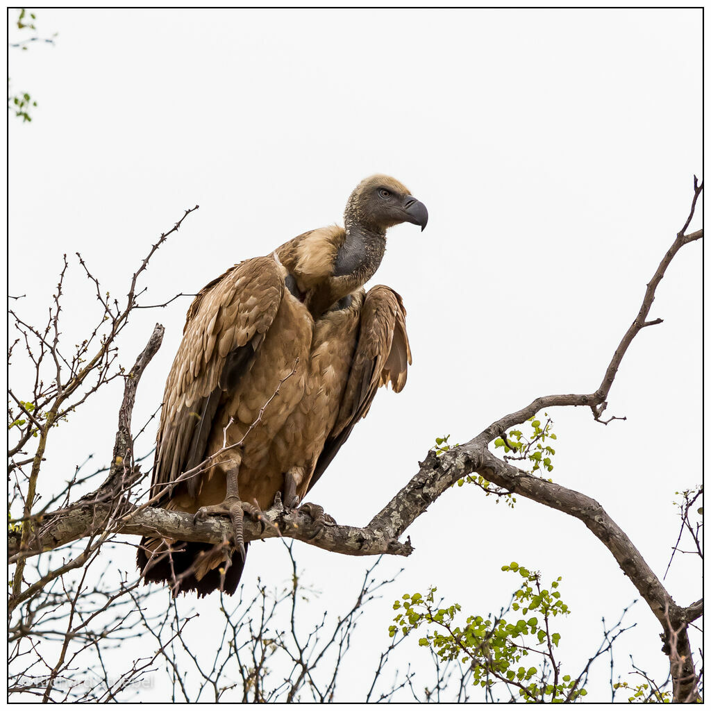 White-backed Vulture