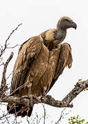 White-backed Vulture