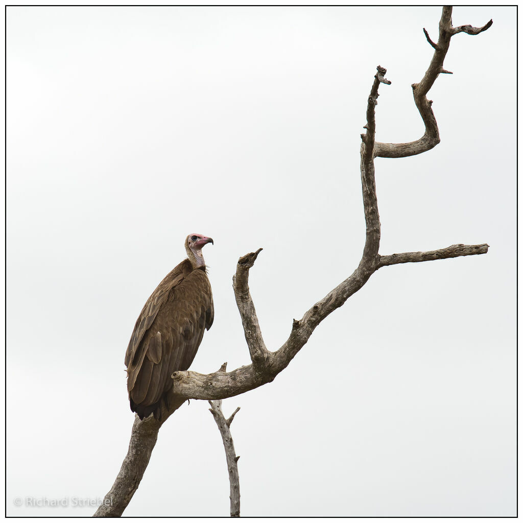 Vautour charognard