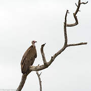 Hooded Vulture