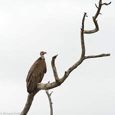 Vautour charognard