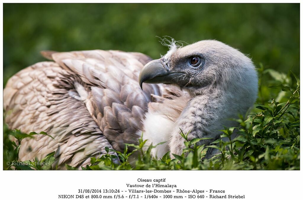 Himalayan Vulture