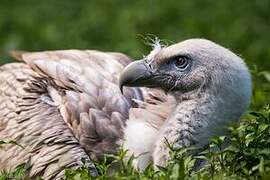 Himalayan Vulture