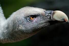 Griffon Vulture