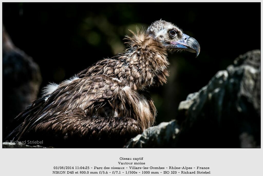 Cinereous Vulture