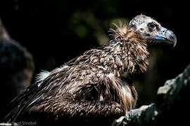 Cinereous Vulture