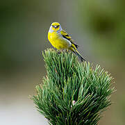 Citril Finch