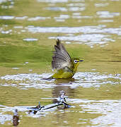 Cape White-eye