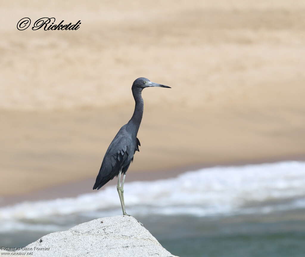 Little Blue Heronadult post breeding, identification