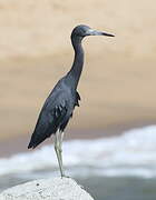 Little Blue Heron